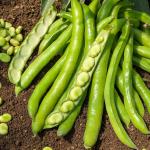 Légumes Secs - Fève Superaguadulce - 20 m - BIO - face recto